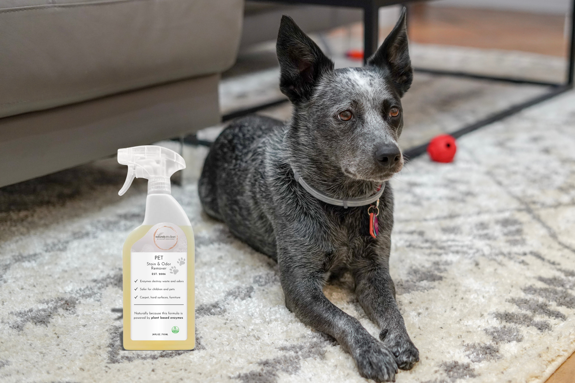 Pet Stain & Odor Remover Concentrate - 24 oz